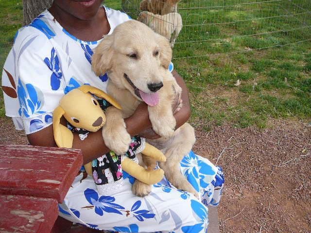 Golden Retriever Puppies media 12