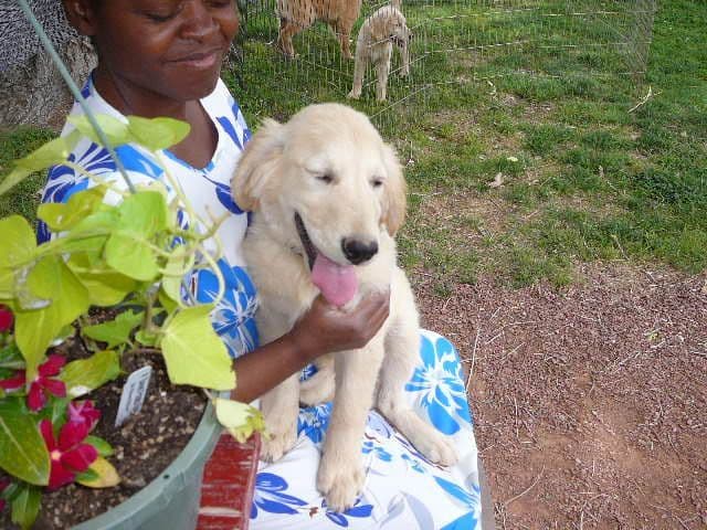 Golden Retriever Puppies media 13