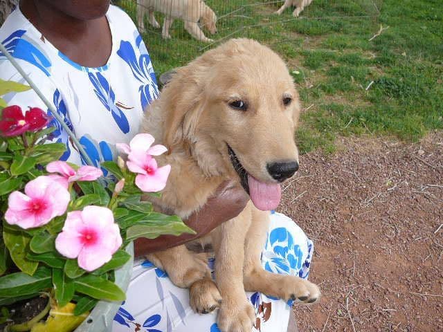 Golden Retriever Puppies media 14