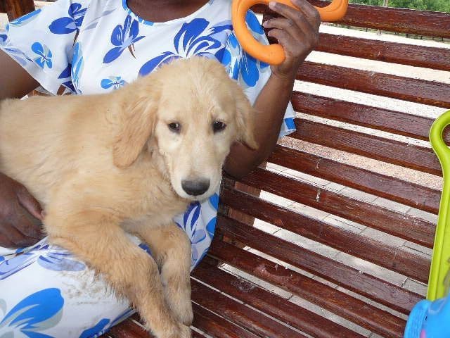 Golden Retriever Puppies media 15