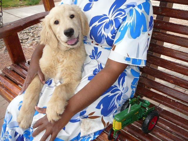 Golden Retriever Puppies media 16