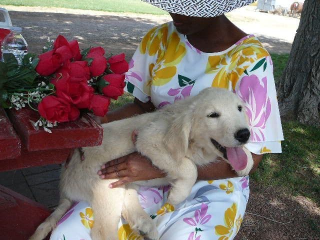 Golden Retriever Puppies media 7