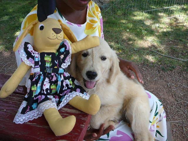 Golden Retriever Puppies media 8
