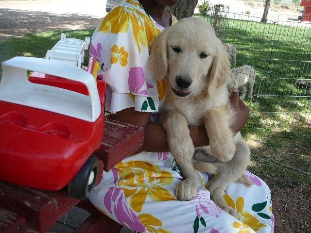 Golden Retriever Puppies media 9