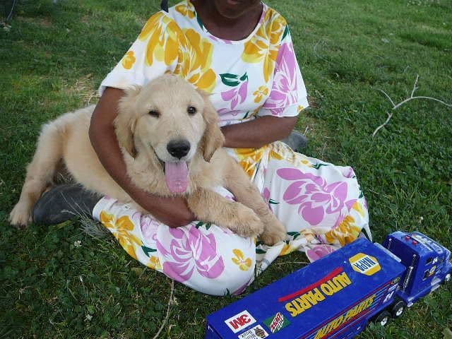 Golden Retriever Puppies media 6