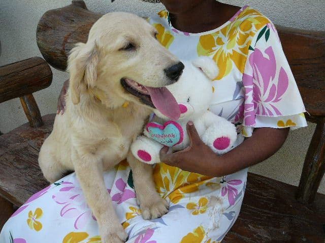 Golden Retriever Puppies media 17