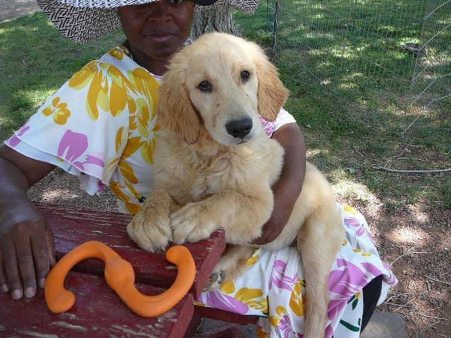 Golden Retriever Puppies media 18