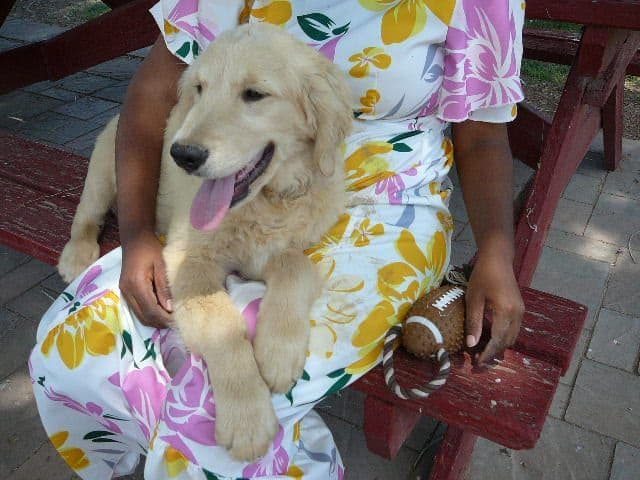 Golden Retriever Puppies media 19