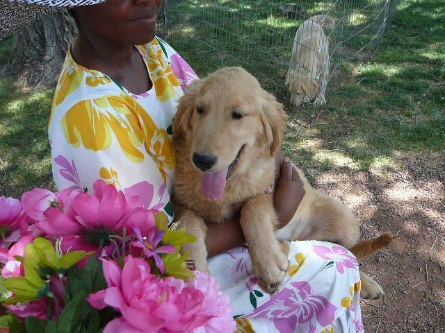 Golden Retriever Puppies media 20