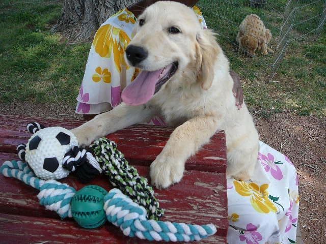 Golden Retriever Puppies media 21