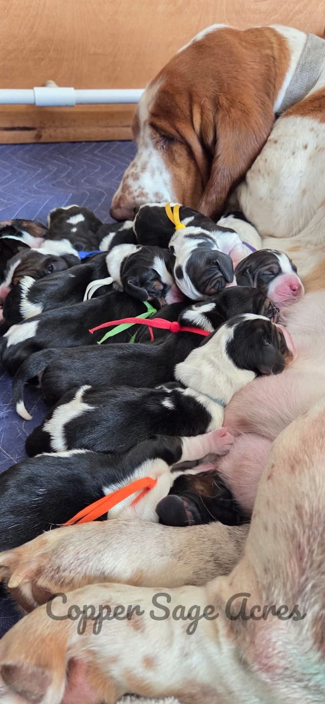 Basset Hound Puppies media 4