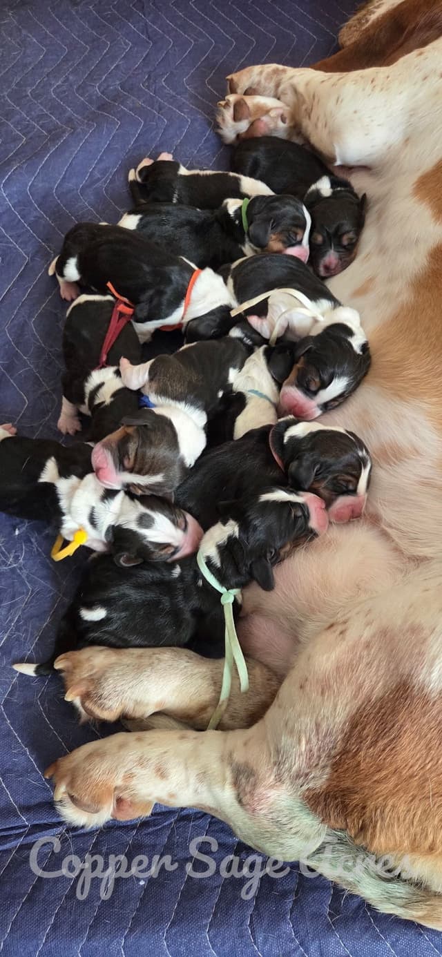 Basset Hound Puppies media 5