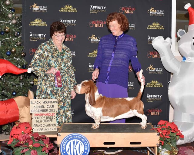 Basset Hound Puppies media 3