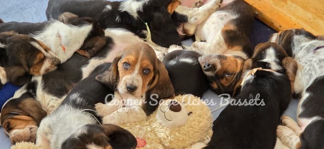 Basset Hound Puppies media 6