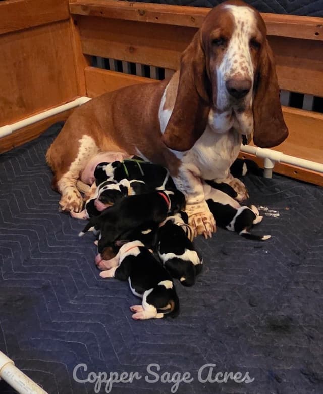 Basset Hound Puppies media 7