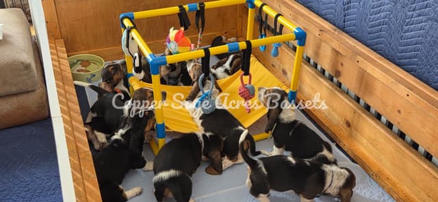 Basset Hound Puppies media 8