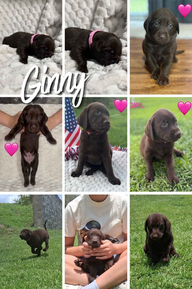 Labrador Retriever Puppies media 3