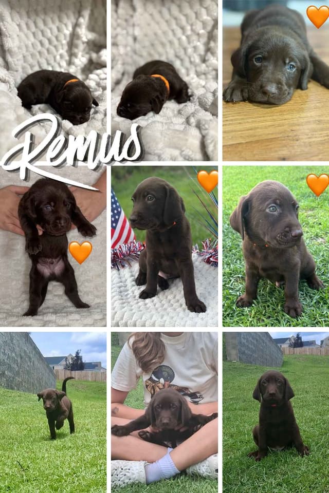 Labrador Retriever Puppies media 9