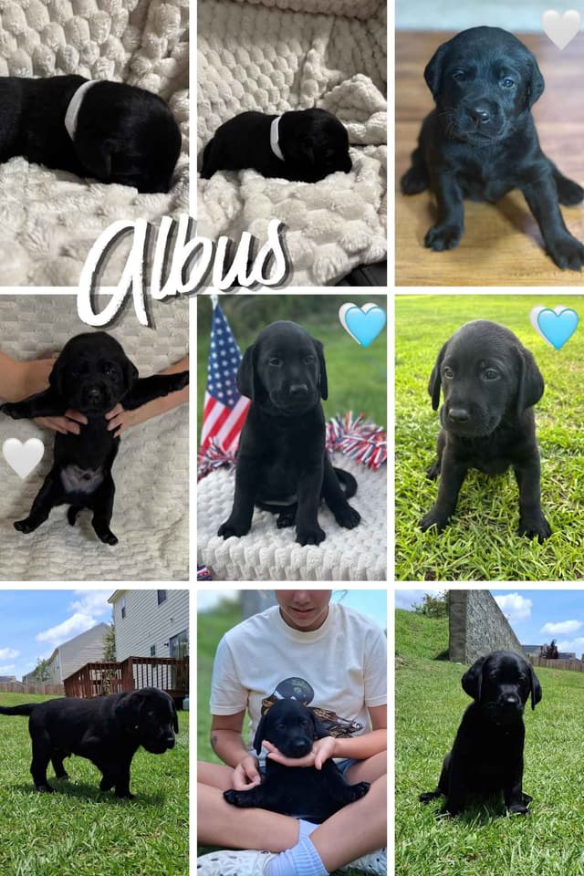 Labrador Retriever Puppies media 4