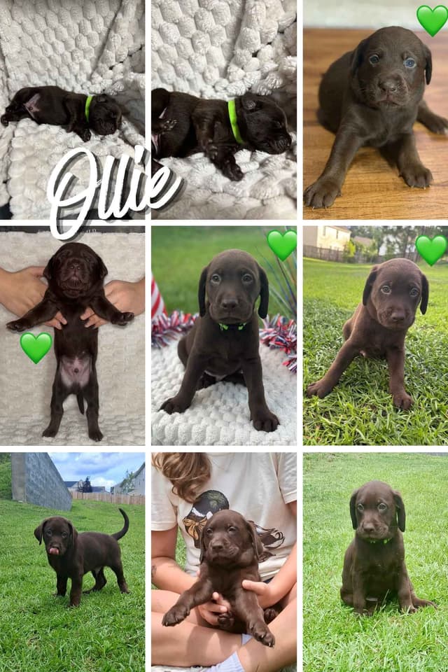 Labrador Retriever Puppies media 7