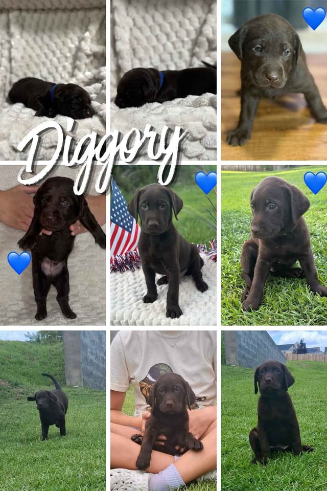 Labrador Retriever Puppies media 6