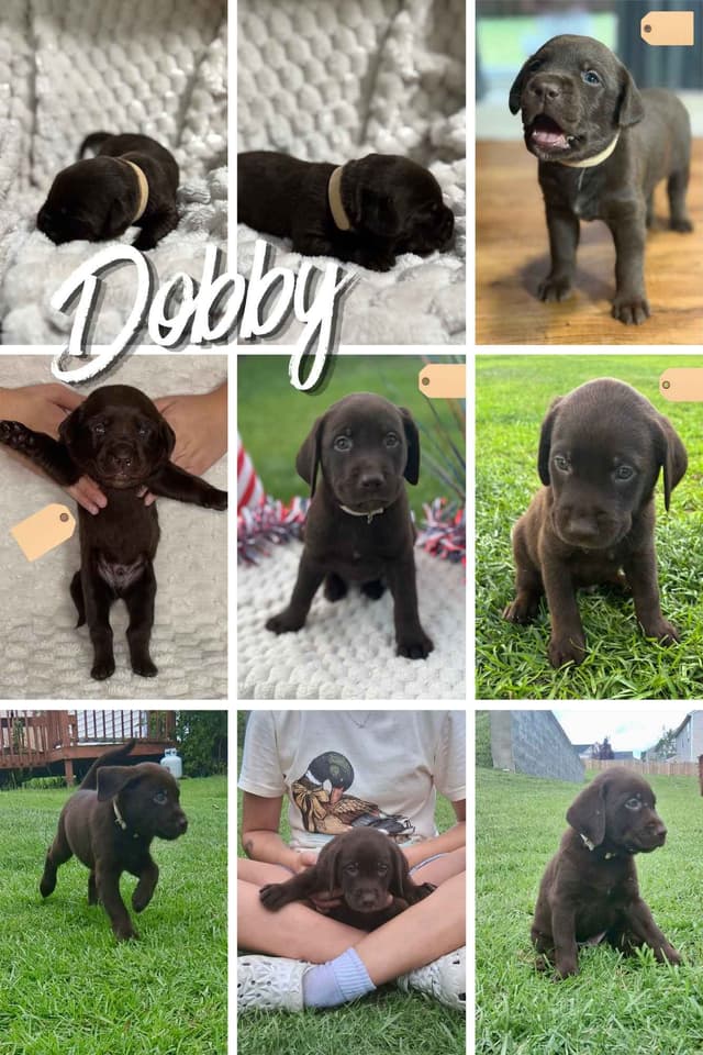 Labrador Retriever Puppies media 10
