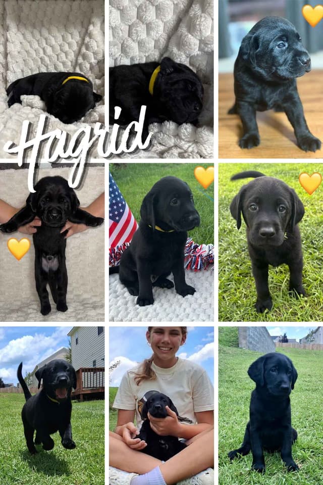 Labrador Retriever Puppies media 8