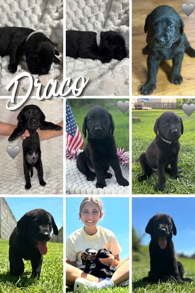 Labrador Retriever Puppies media 5