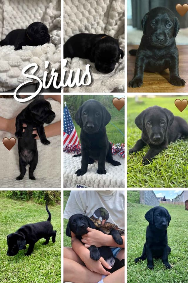 Labrador Retriever Puppies media 11