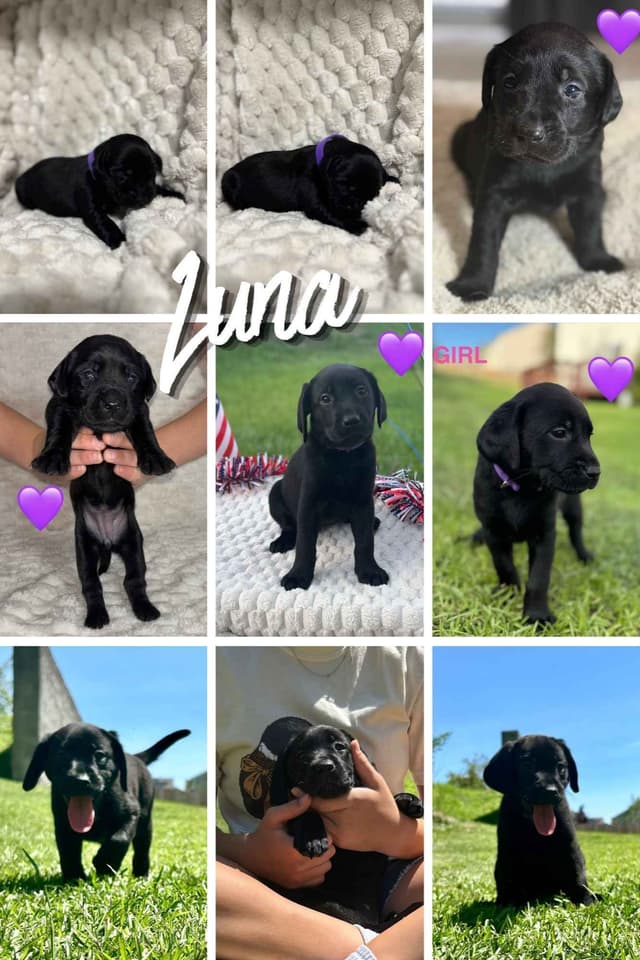 Labrador Retriever Puppies media 2