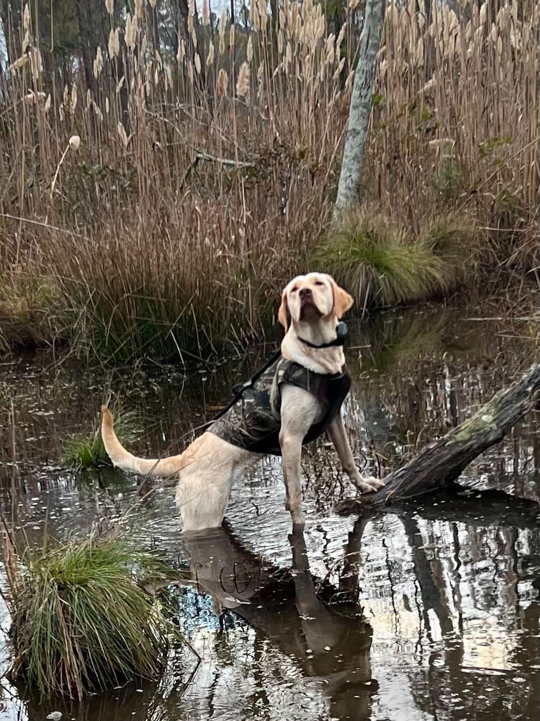 Labrador Retriever Puppies breeder image 1