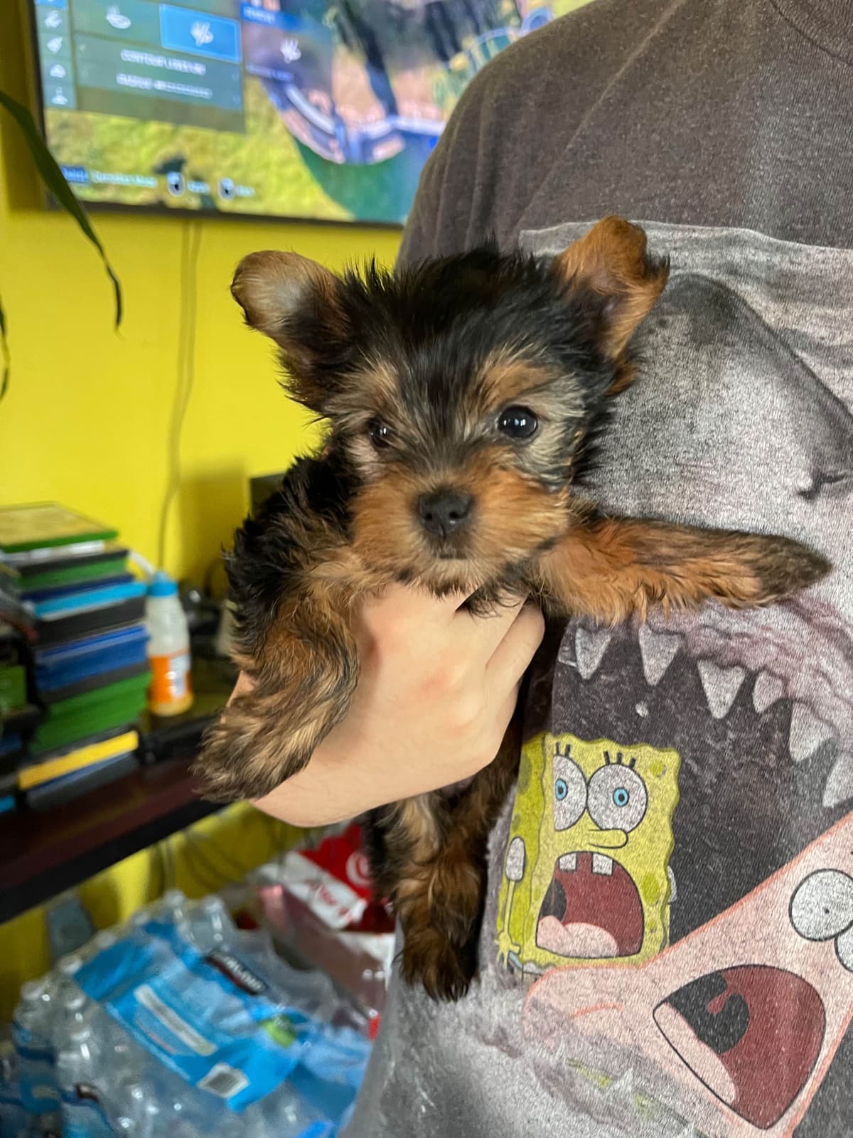 Yorkshire Terrier Puppies breeder image 1