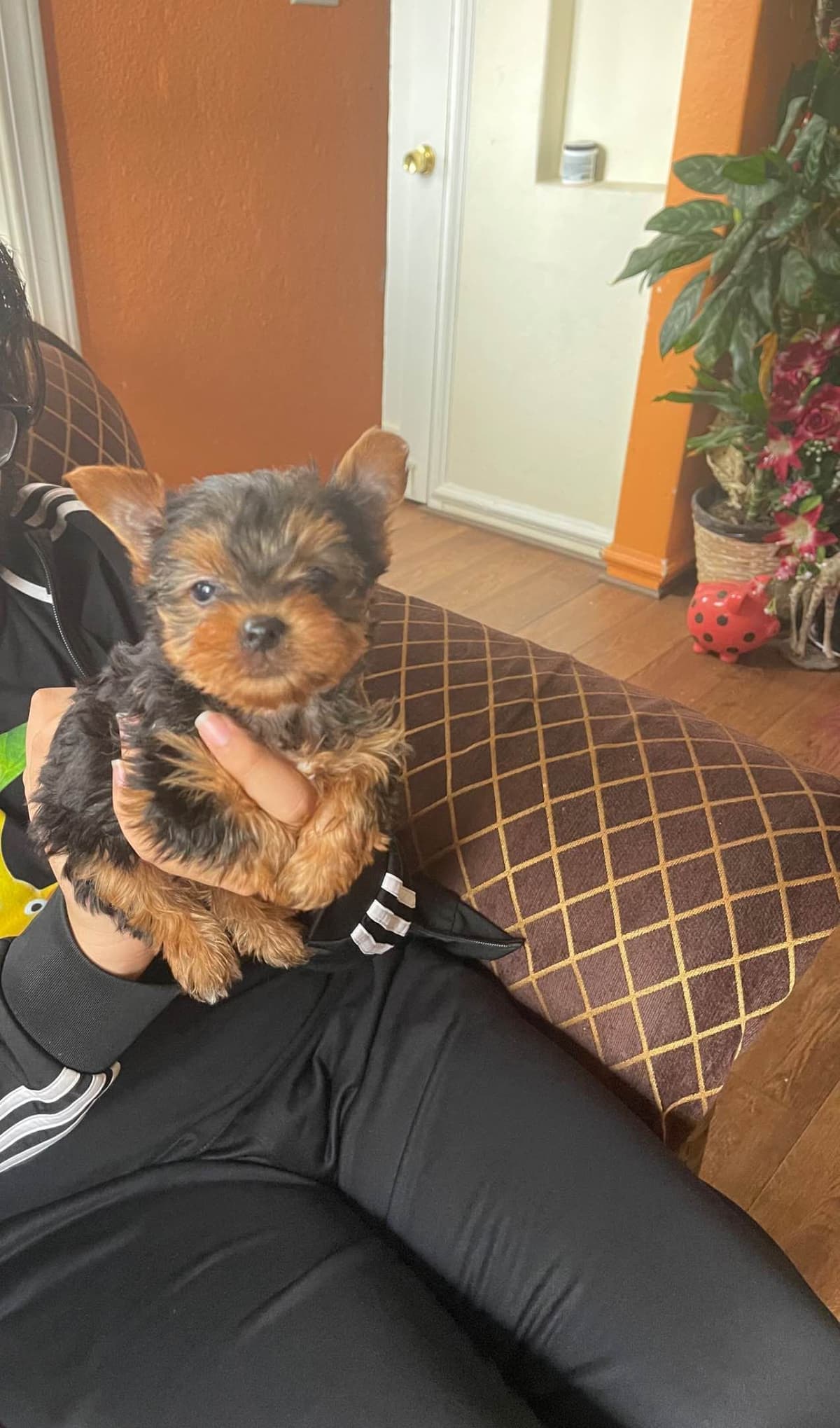 Yorkshire Terrier Puppies breeder image 2