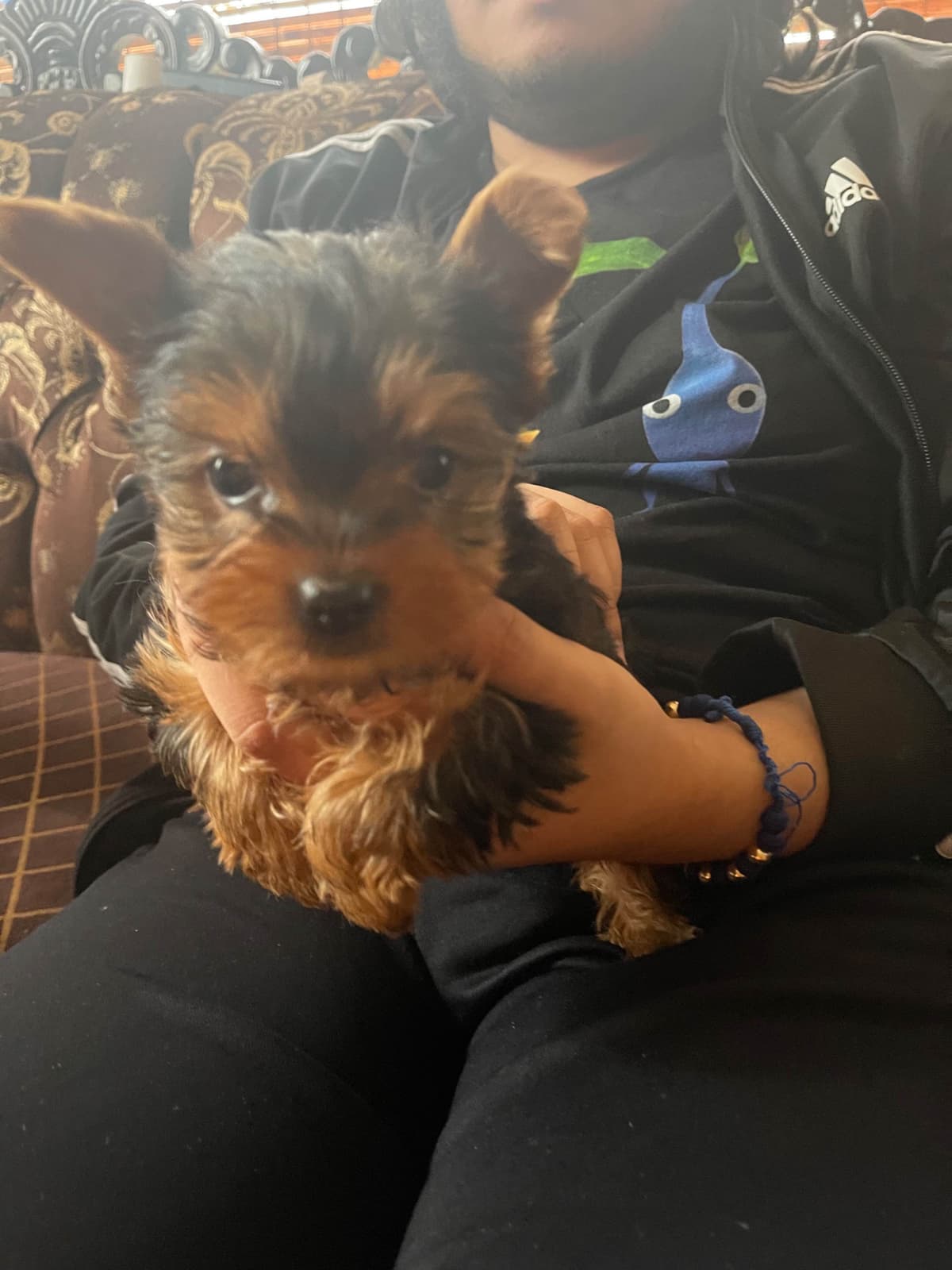 Yorkshire Terrier Puppies breeder image 3
