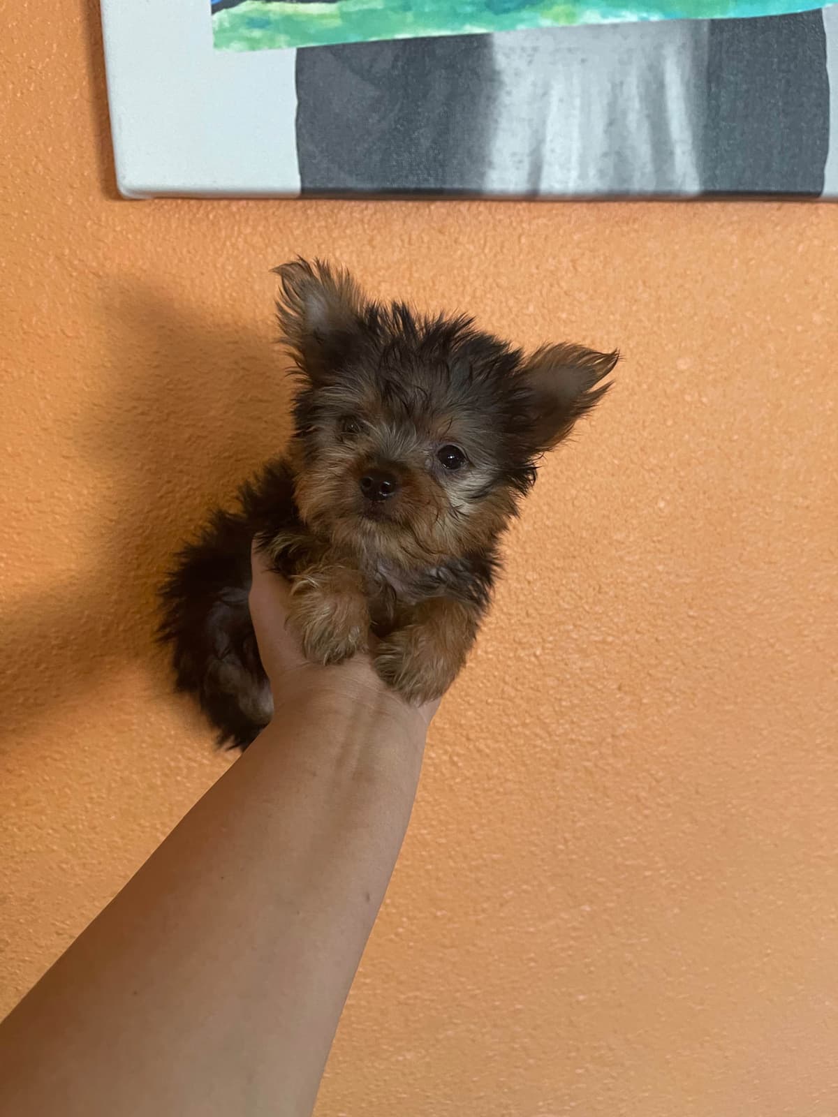 Yorkshire Terrier Puppies breeder image 4
