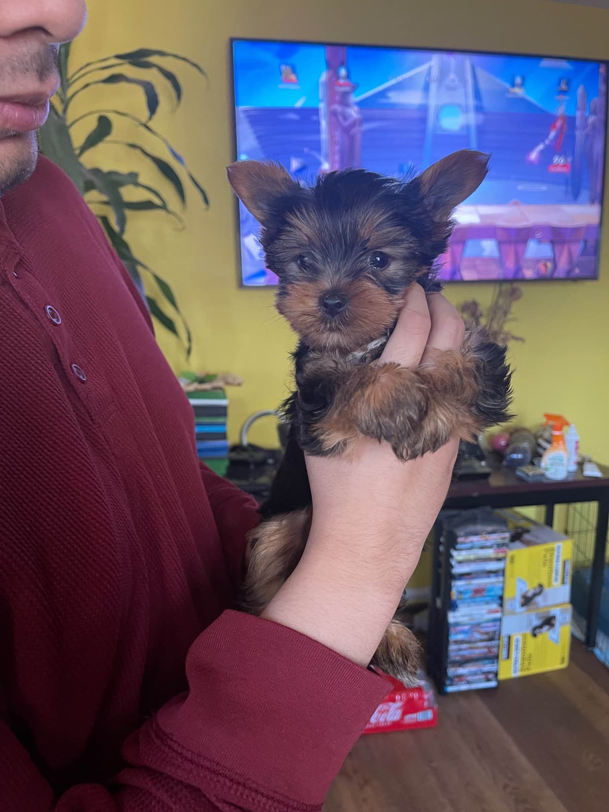 Yorkshire Terrier Puppies breeder image 5