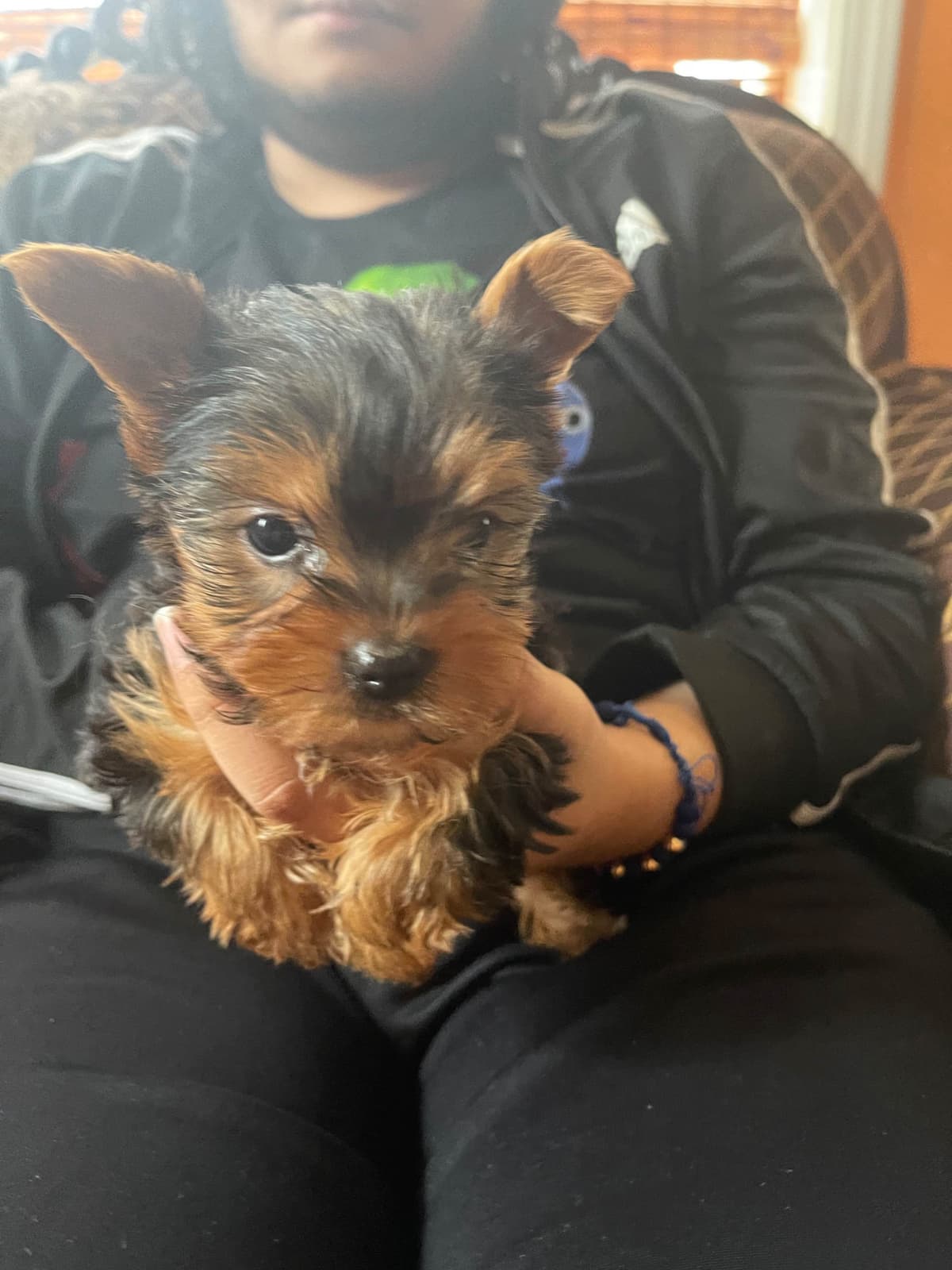 Yorkshire Terrier Puppies breeder image 8