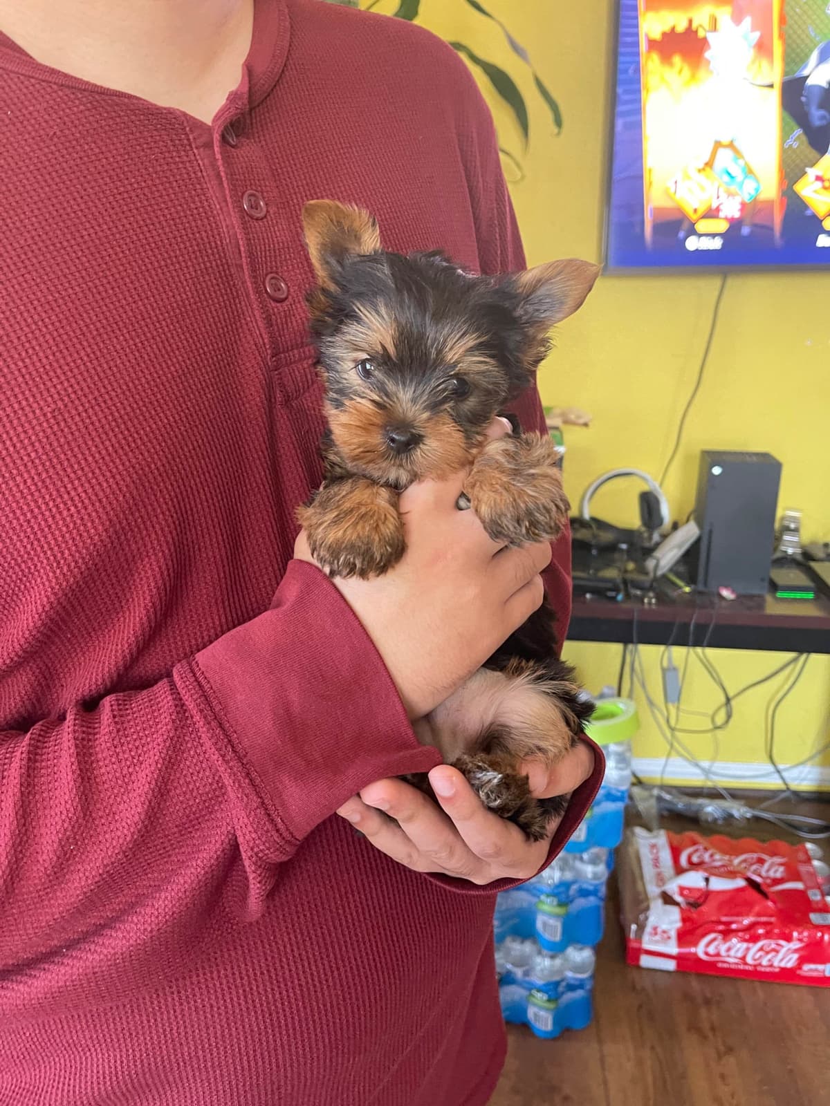 Yorkshire Terrier Puppies breeder image 7