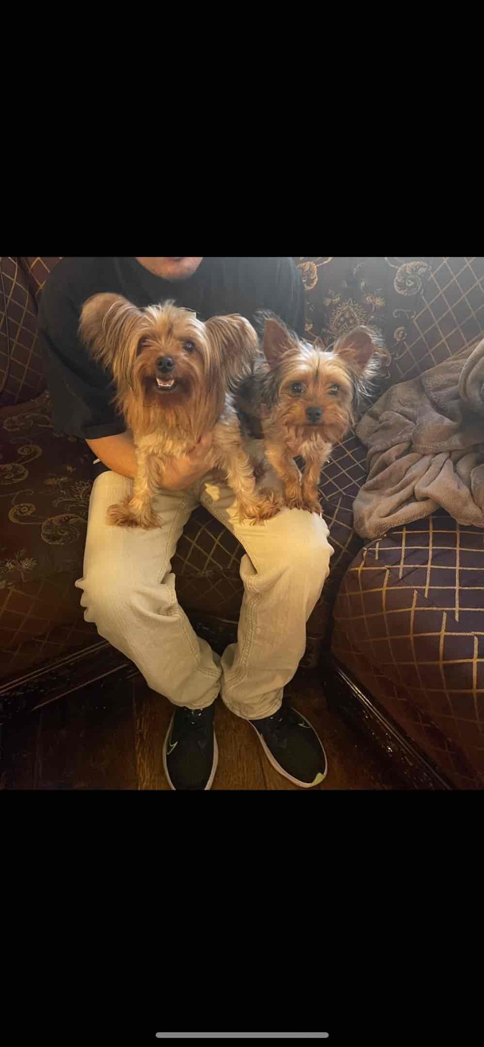 Yorkshire Terrier Puppies breeder image 9