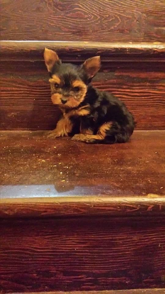 Yorkshire Terrier Puppies breeder image 11