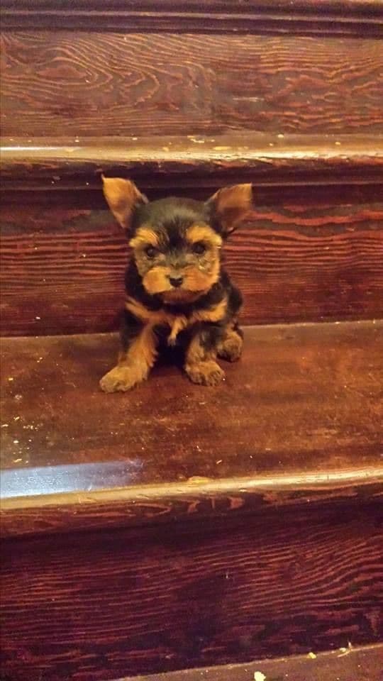 Yorkshire Terrier Puppies breeder image 12