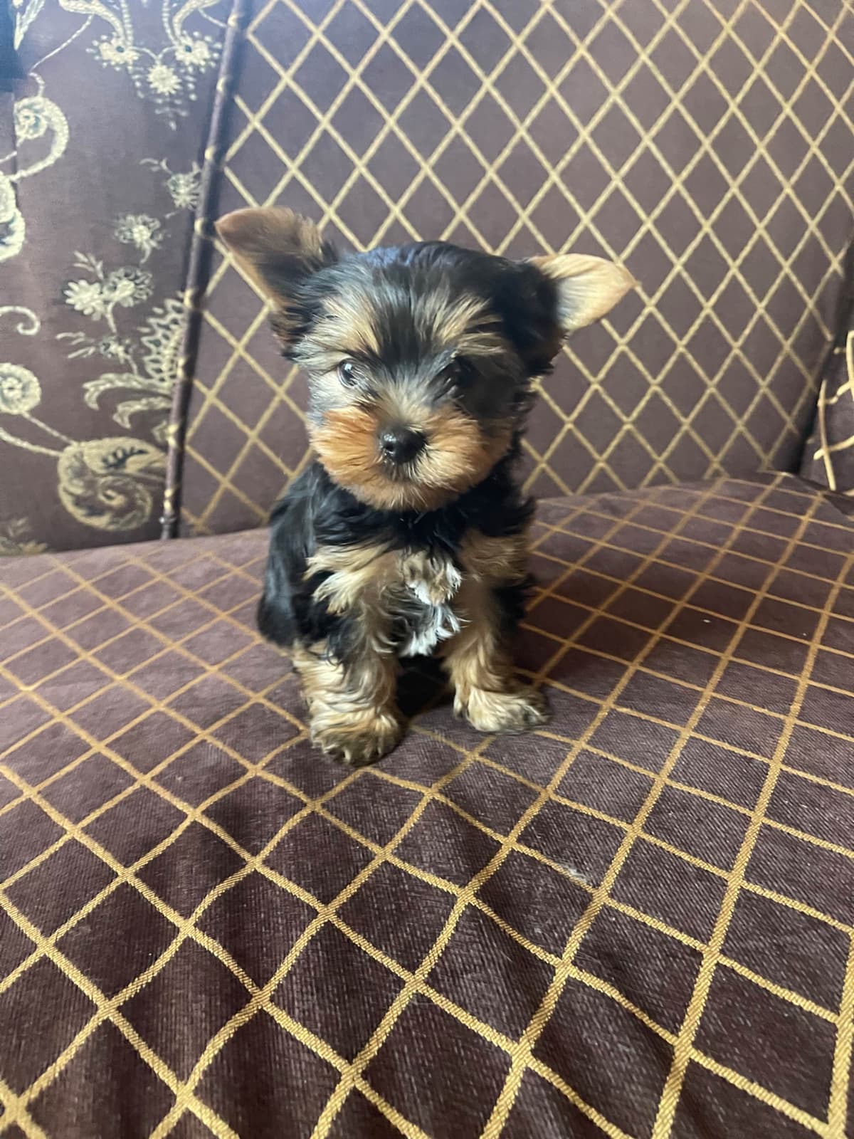 Yorkshire Terrier Puppies breeder image 13