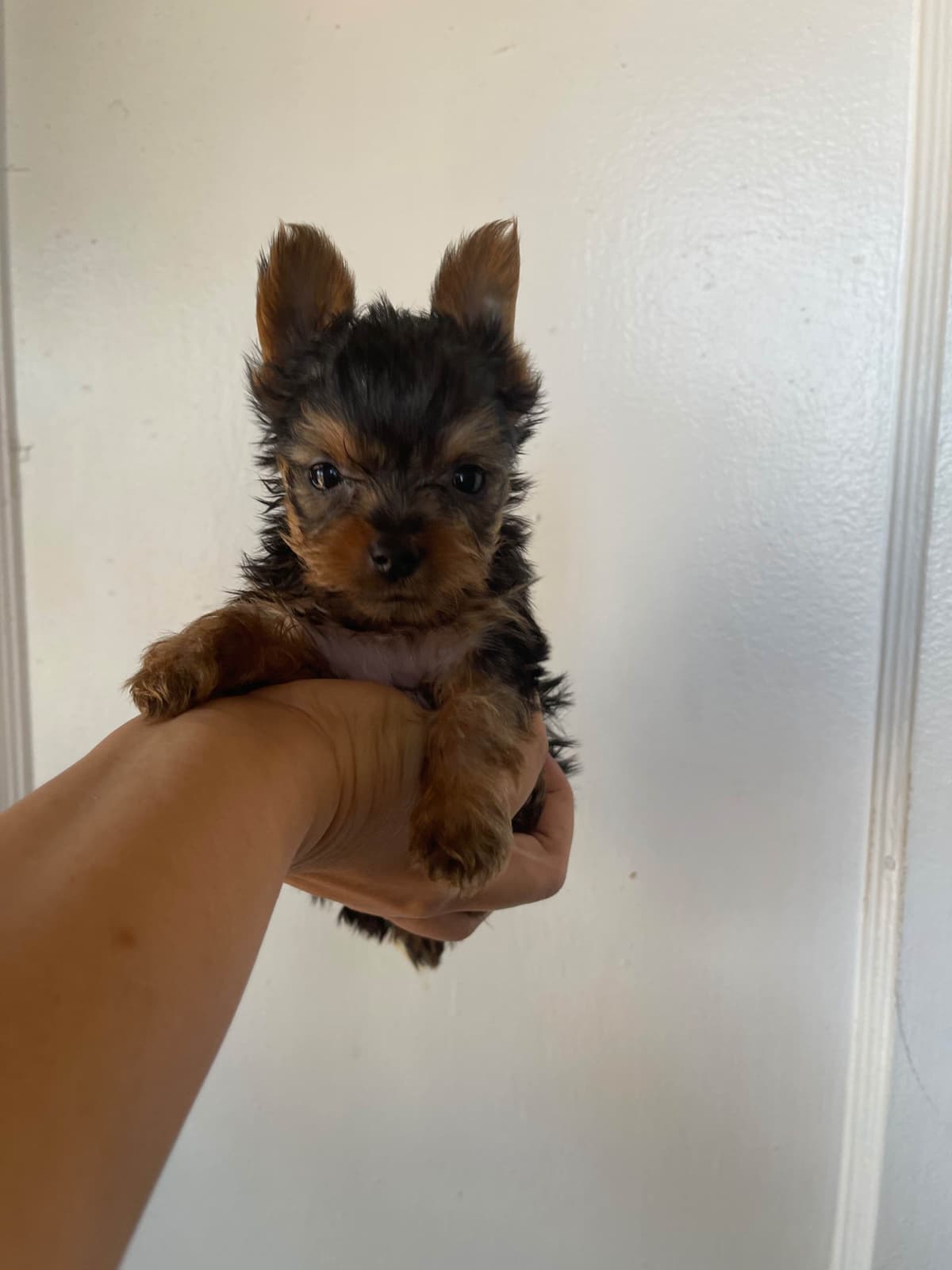 Yorkshire Terrier Puppies breeder image 15
