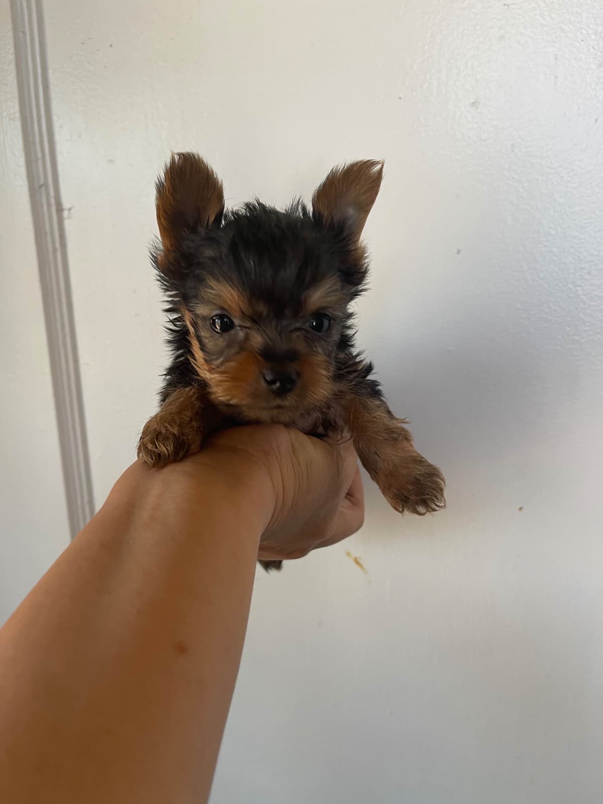 Yorkshire Terrier Puppies breeder image 16