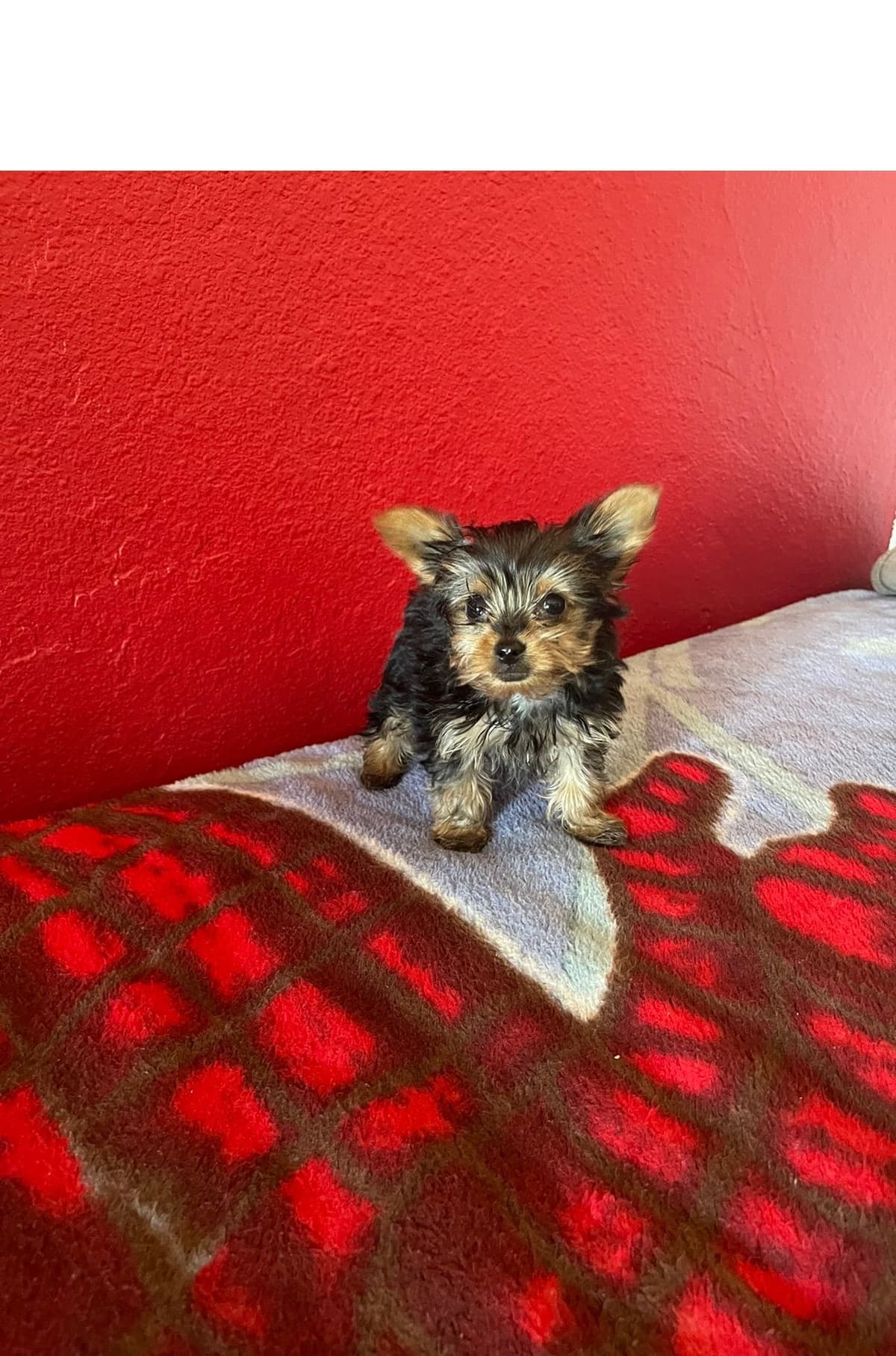 Yorkshire Terrier Puppies breeder image 17