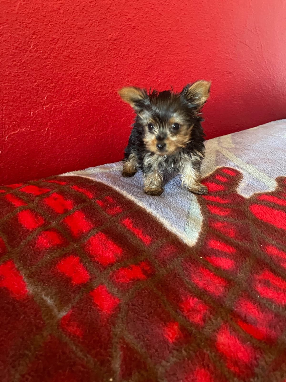 Yorkshire Terrier Puppies breeder image 18