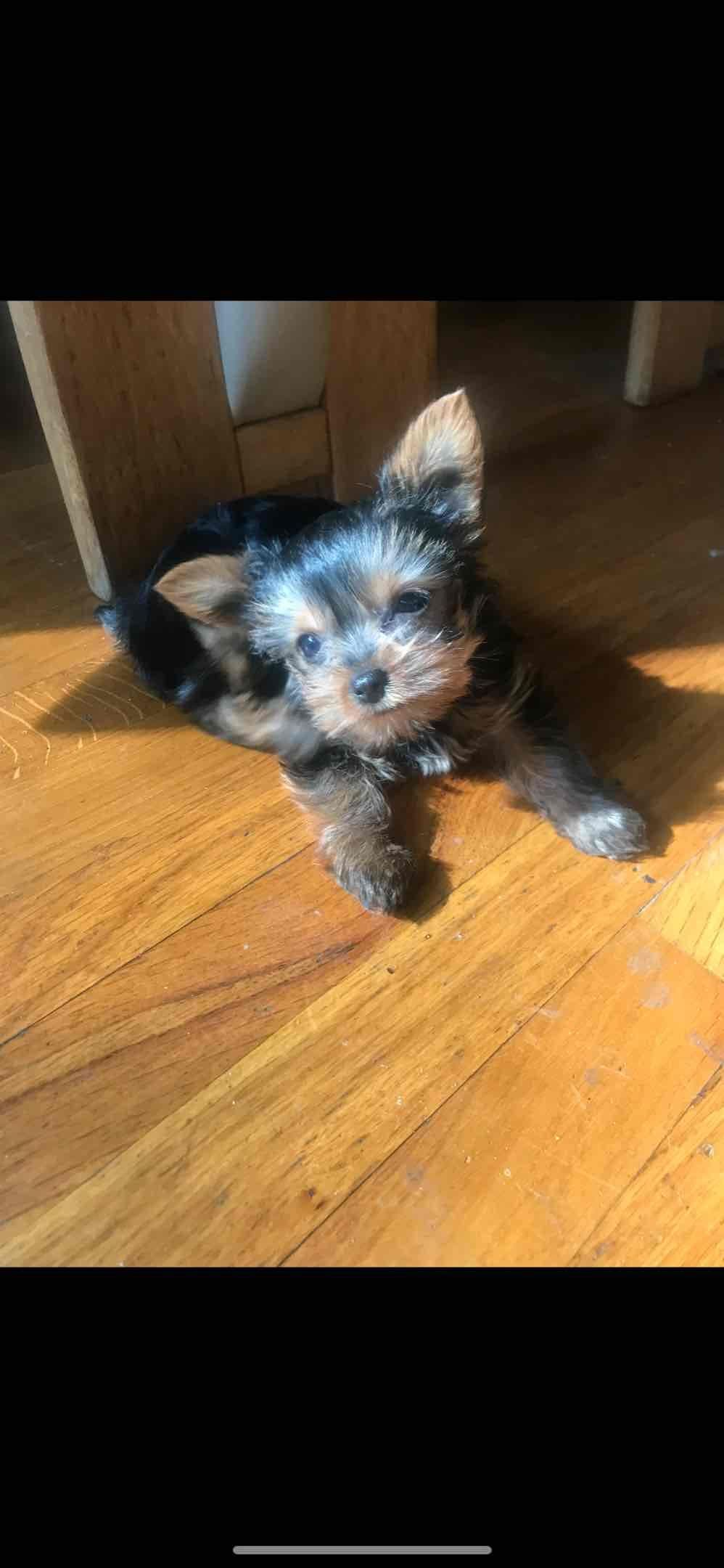 Yorkshire Terrier Puppies breeder image 19