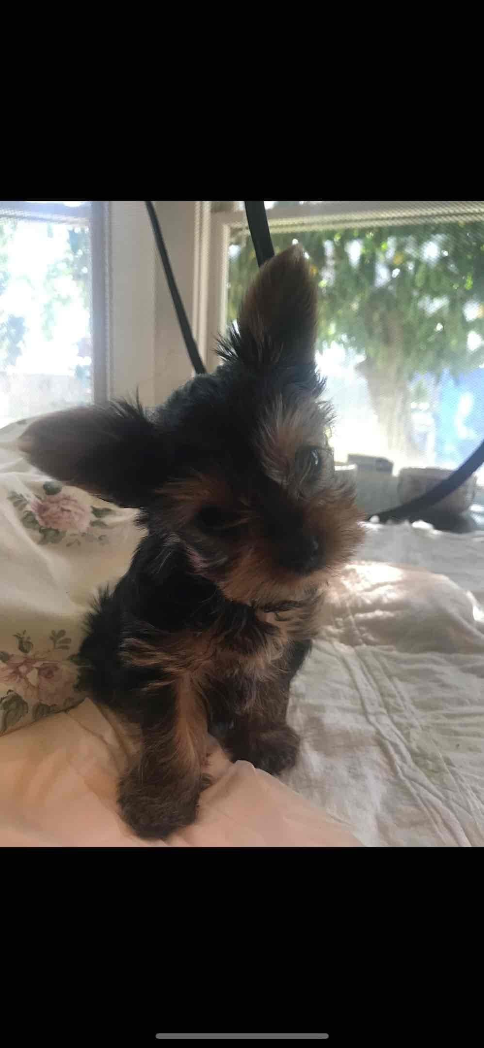 Yorkshire Terrier Puppies breeder image 20