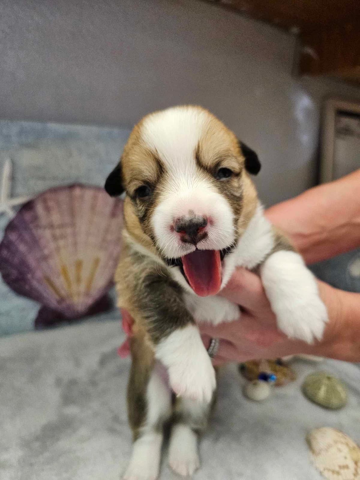 Fluffy Pembroke Welsh Corgi Puppies breeder image 1