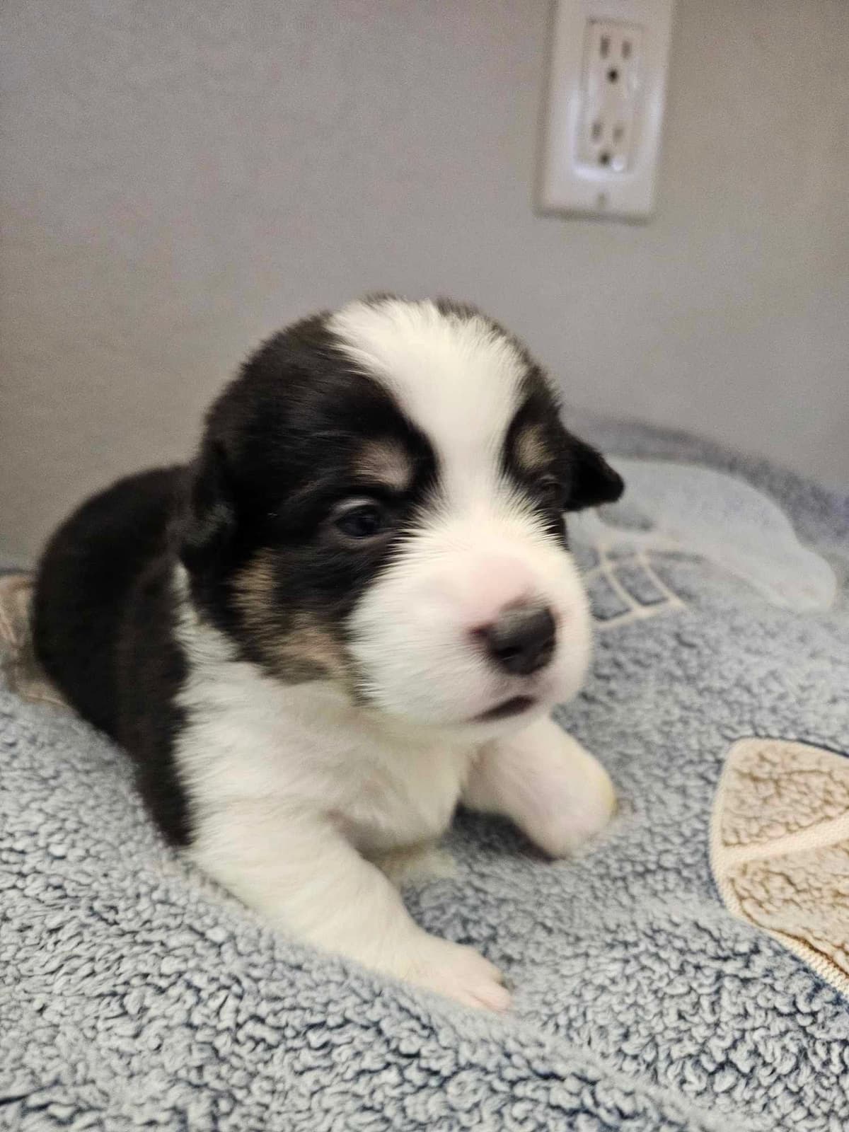 Fluffy Pembroke Welsh Corgi Puppies breeder image 2